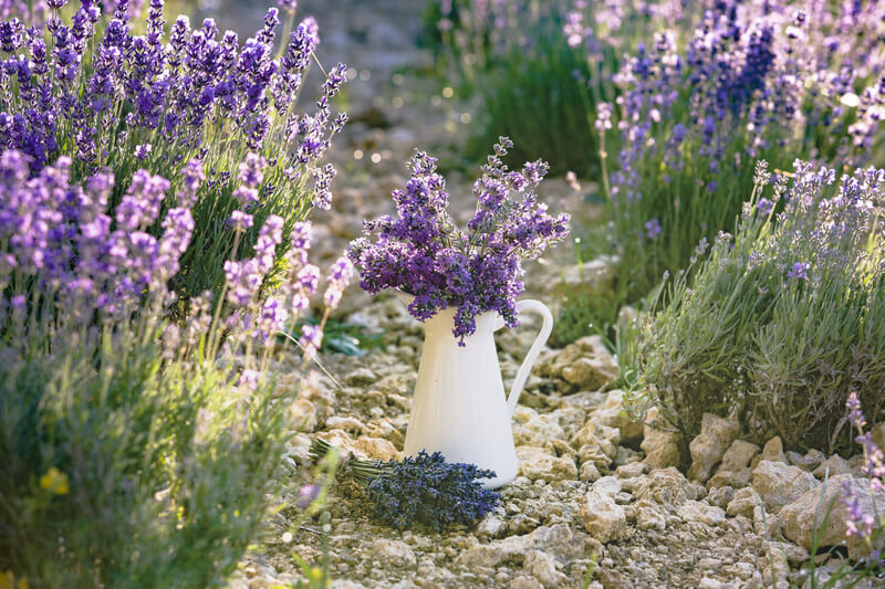 lavendel voor in de tuin