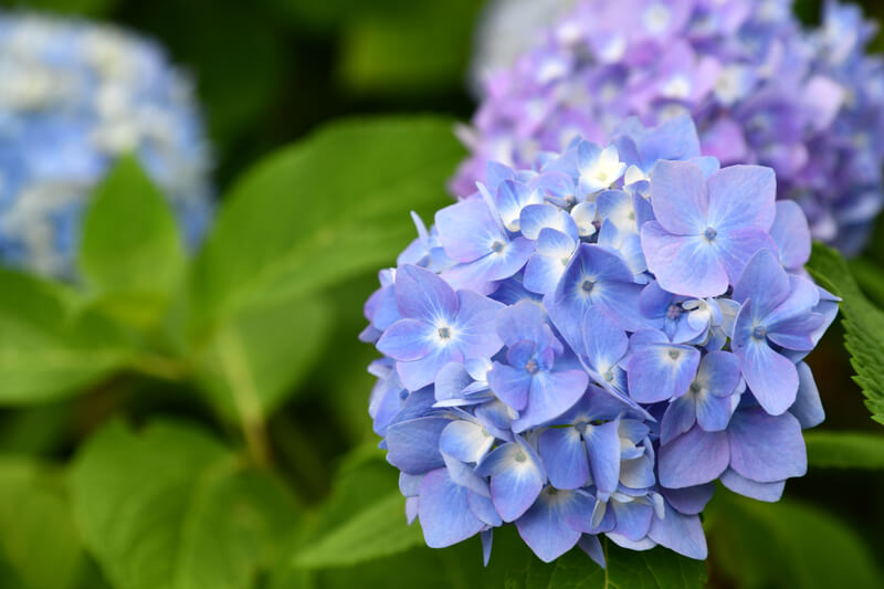 planten voor in de | populaire tuinplanten