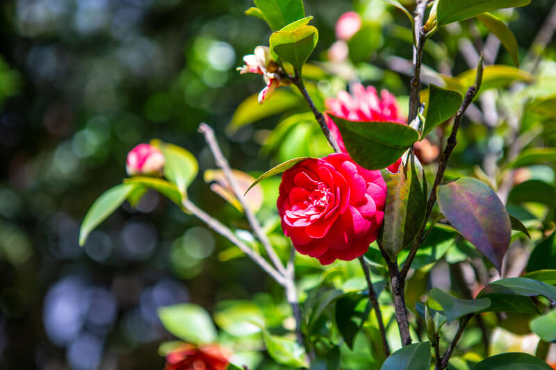 populaire planten voor in de tuin