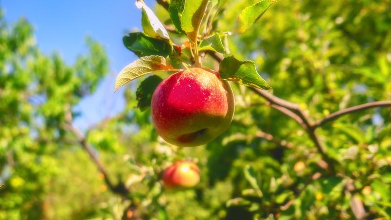 appels plukken in de tuin