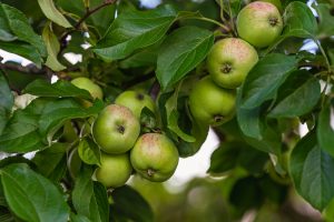 hoe pluk je appels