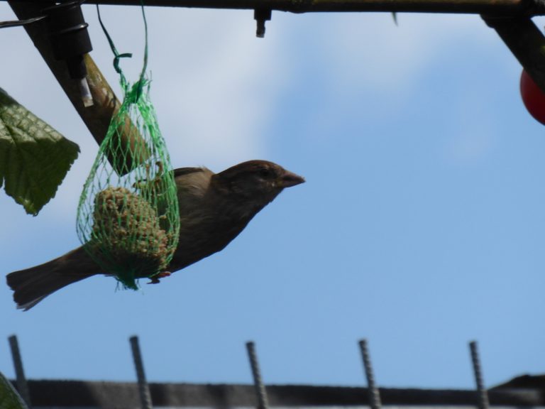 vogelvriendelijke tuin