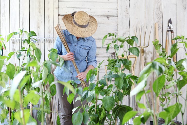 ips om planten te steunen