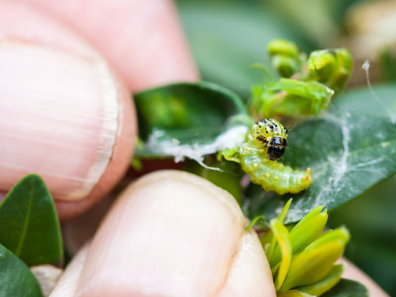 Dit zijn de meest voorkomende plagen in de tuin en dit kun je er tegen doen