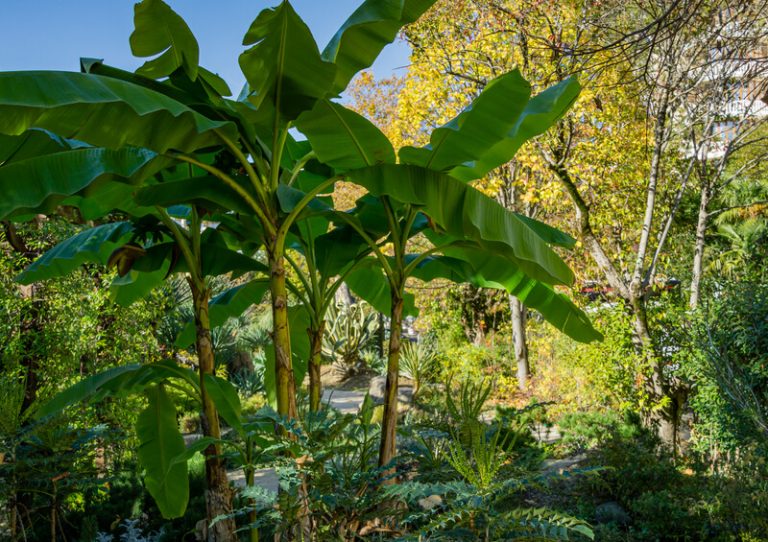 musa bananenplant