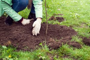 Welke-bomen-in-een-kleine-tuin