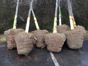 bomen-voor-kleine-tuin