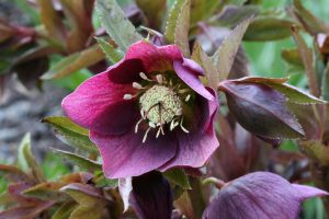 helleborus