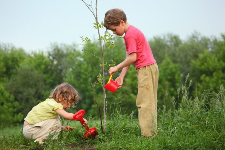 bomen planten