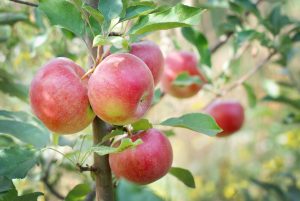 appelboom-planten