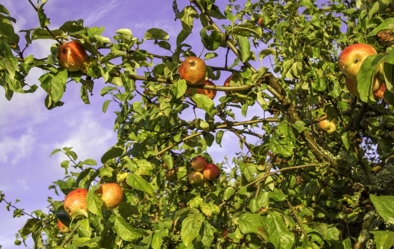 fruitboom-in-je-tuin