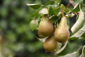 perenboom-planten