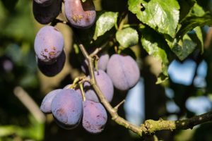 pruimenboom-planten