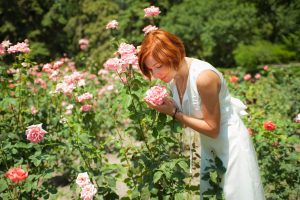 rozen-planten-in-je-tuin
