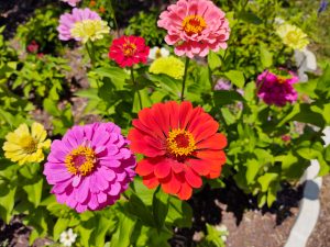 bloemen-kiezen-voor-de-zomer