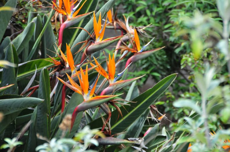 strelitzia