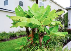 Hoe verzorg je een bananenplant buiten