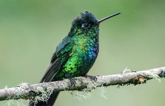 wat is de kleinste vogel ter wereld