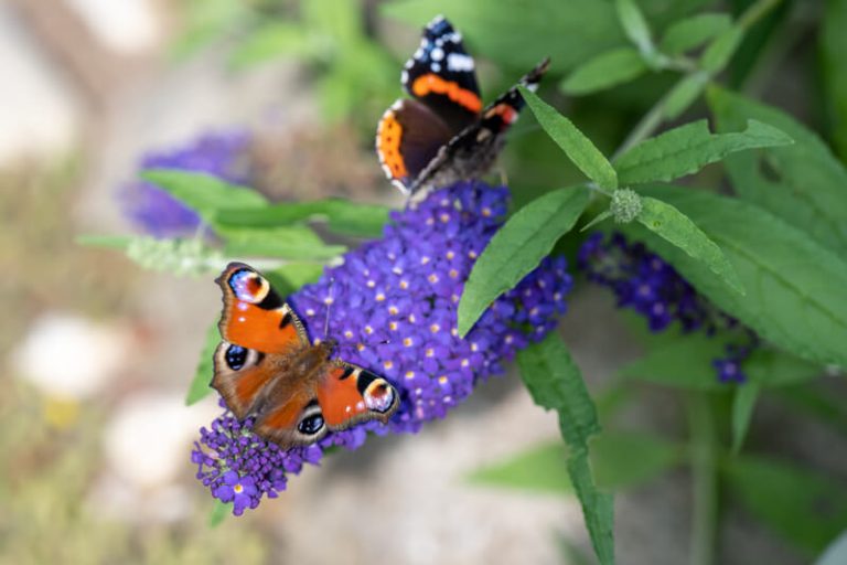 planten die bijen en vlinders aantrekken