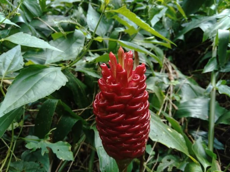 awapuhi plant