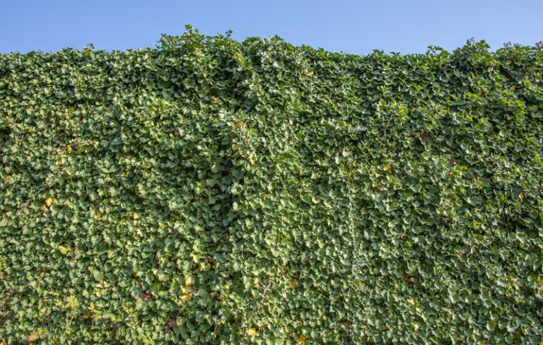 woekerende planten nederland