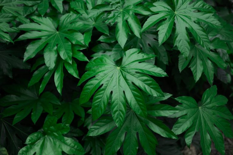 vingerplant