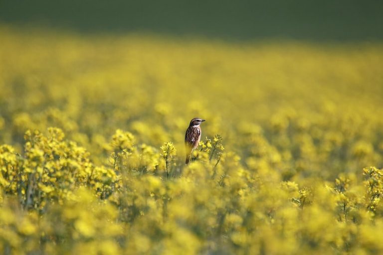 wilde gele bloemen langs de weg