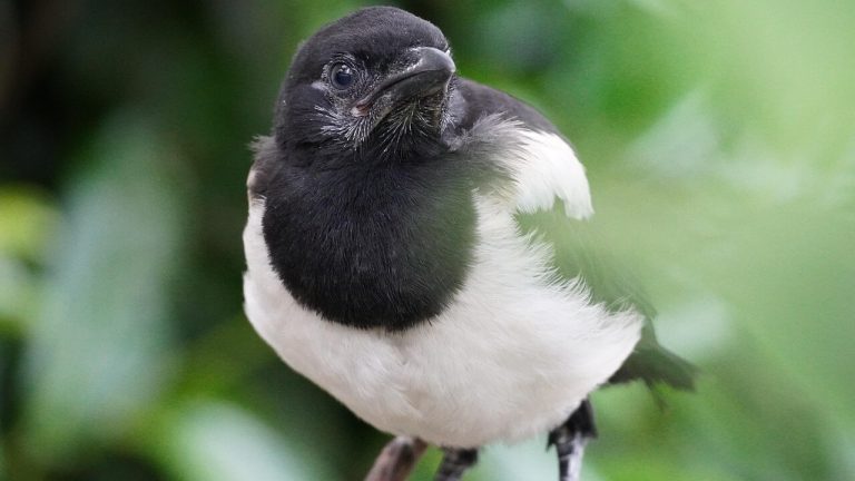 Hoe oud wordt een ekster