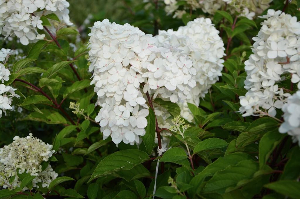 bloeitijd pluimhortensia