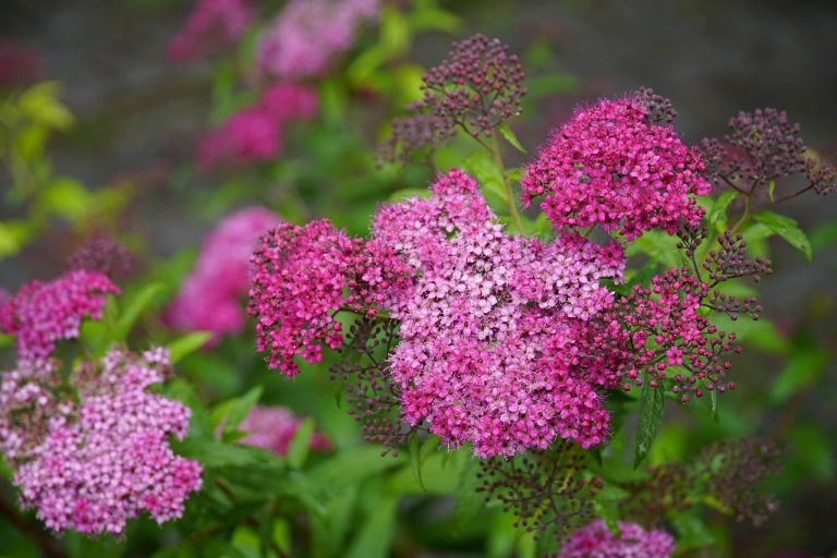 spirea snoeien