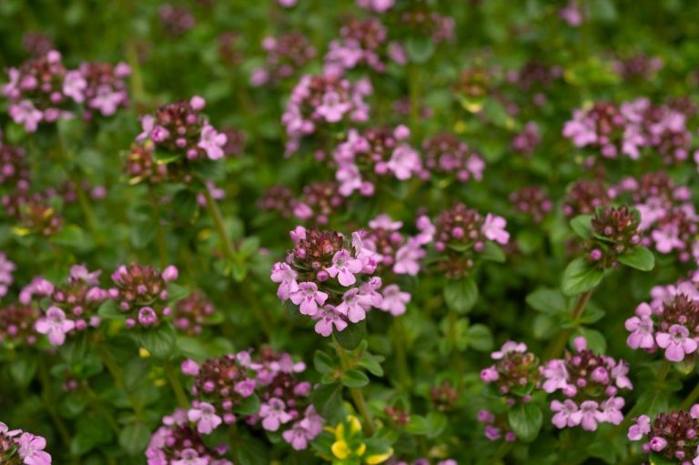 roze bloemen van de kruiptijm in bloei